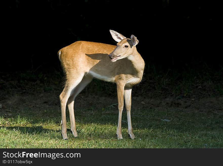 White-tailed doe deer standing on the edge of a grassy field.