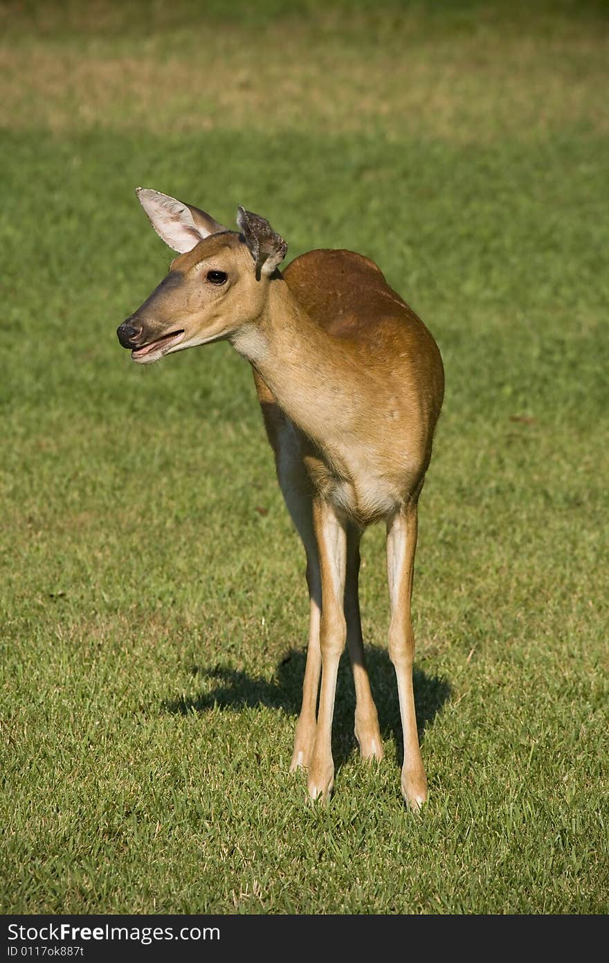 White-tailed doe deer standing in a grassy field. White-tailed doe deer standing in a grassy field.