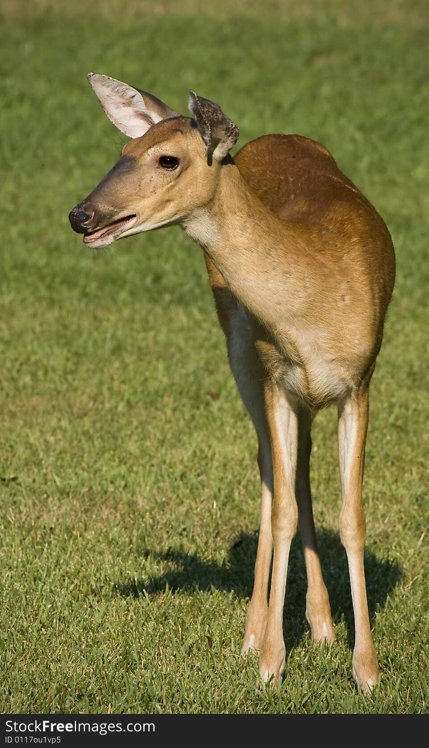 White-tailed doe deer standing in a grassy field. White-tailed doe deer standing in a grassy field.