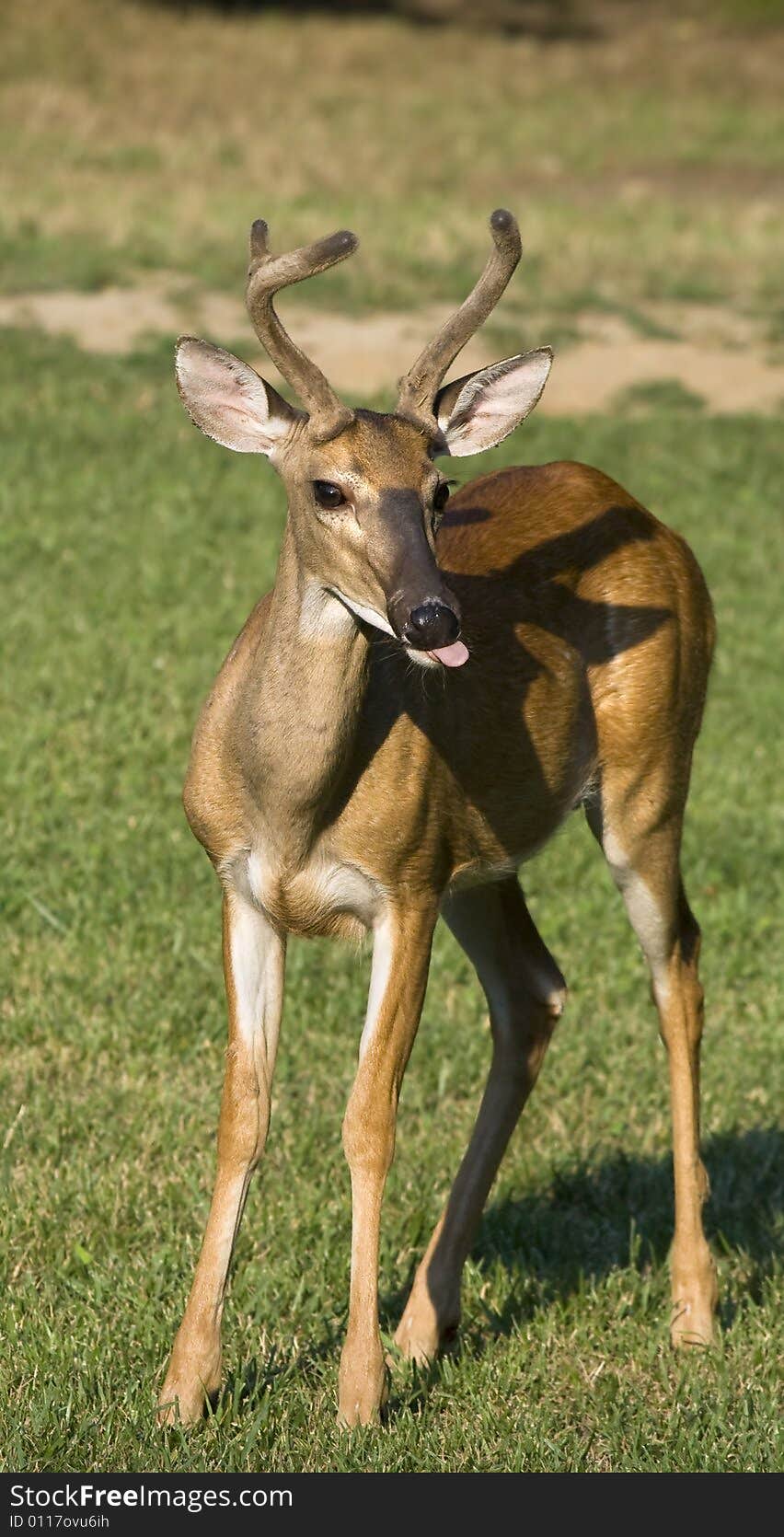 White-tailed buck deer standing in a grassy field. White-tailed buck deer standing in a grassy field.