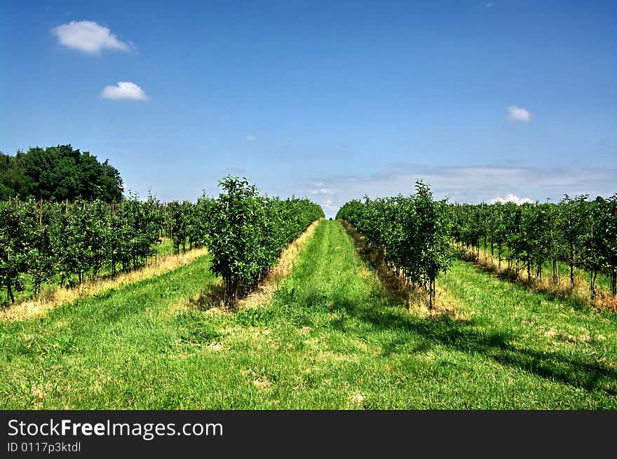 Avenue,colonnade,line of trees. Avenue,colonnade,line of trees