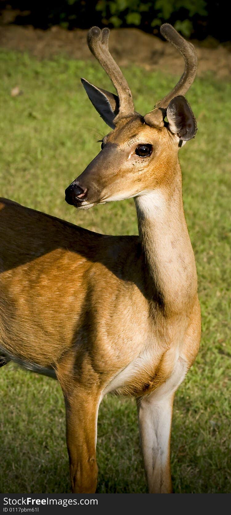 White-tailed buck deer standing in a grassy field. White-tailed buck deer standing in a grassy field.