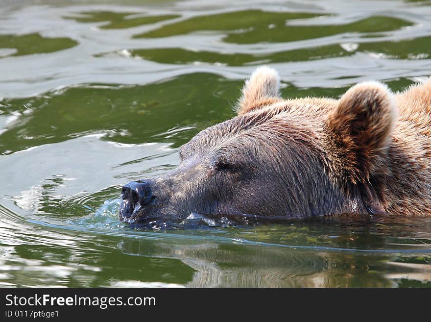 Photo Of A Swimming European Brown Bear