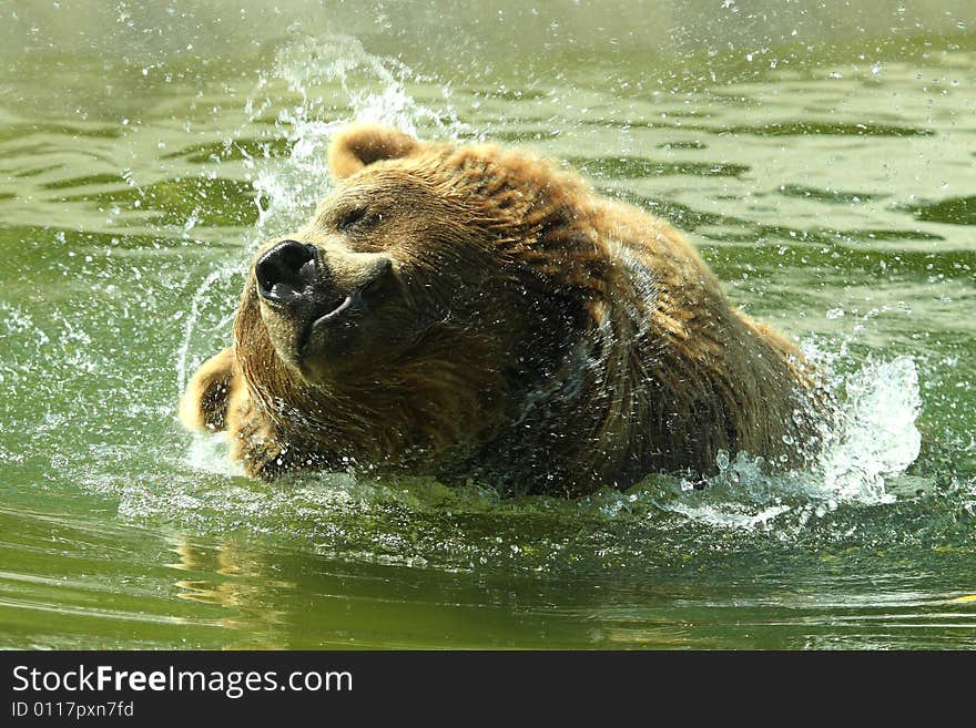 Photo of a swimming European Brown Bear