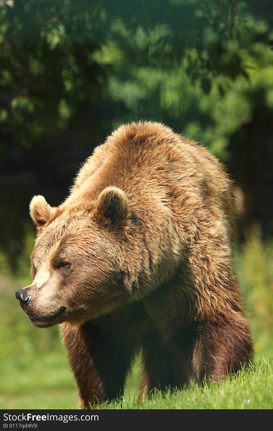 Photo of a European Brown Bear