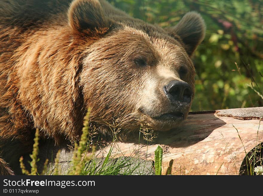 Photo of a European Brown Bear