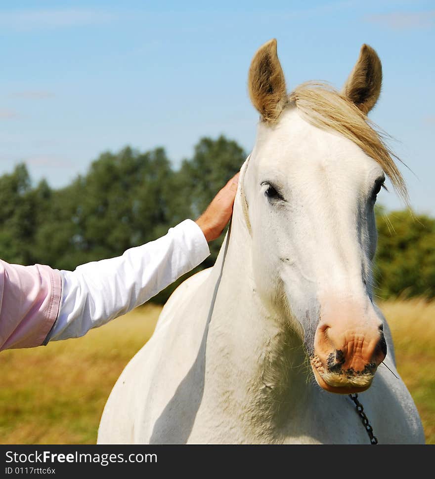 White horse