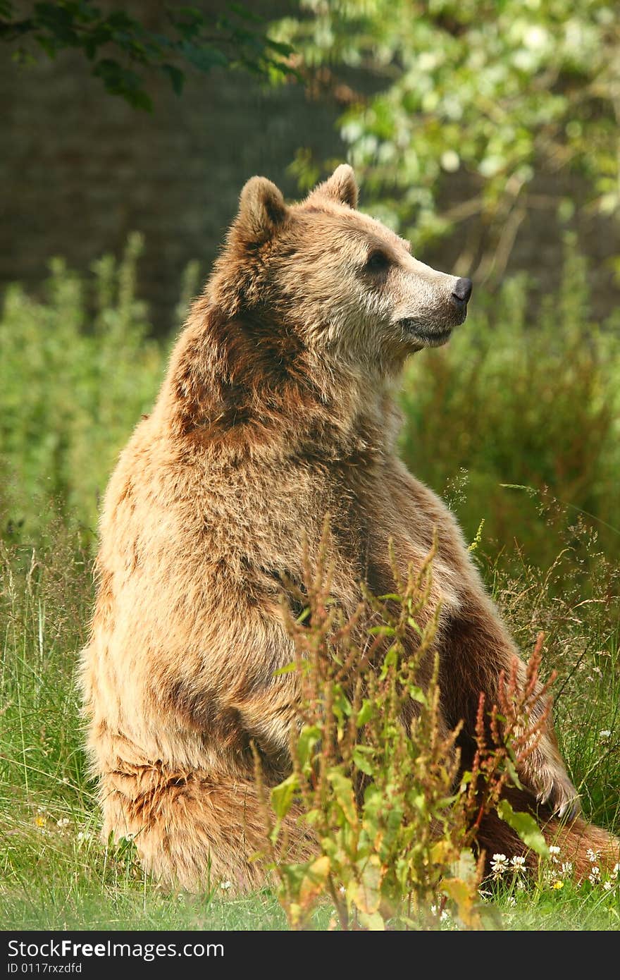 Photo Of A European Brown Bear