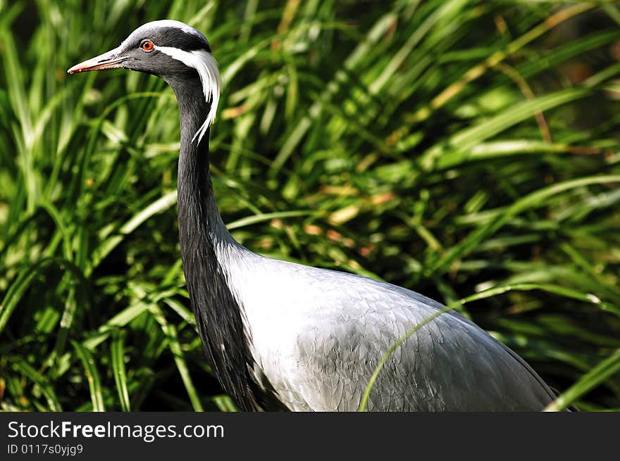 Great blue Heron