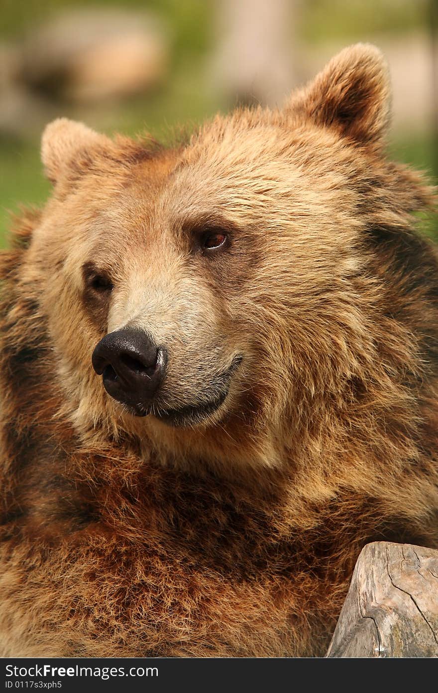 Photo of a European Brown Bear