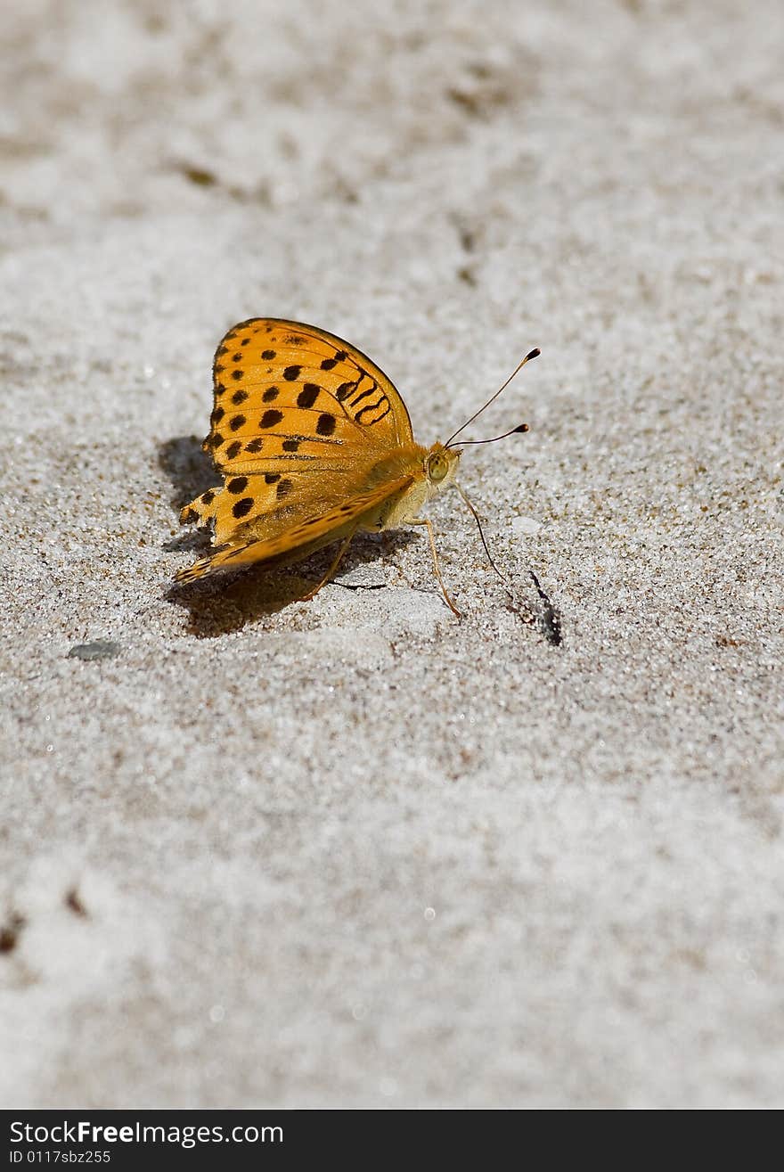 Butterfly siting on sand near riverside