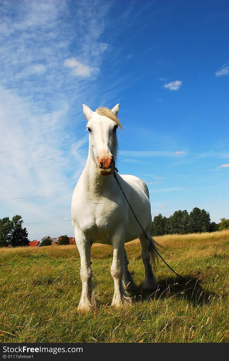 White horse