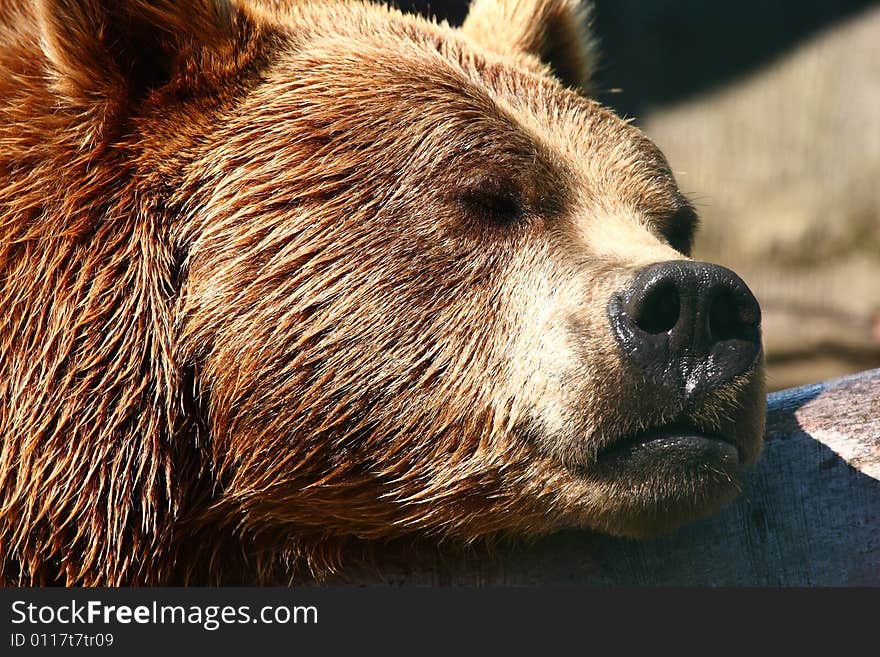 Photo Of A European Brown Bear