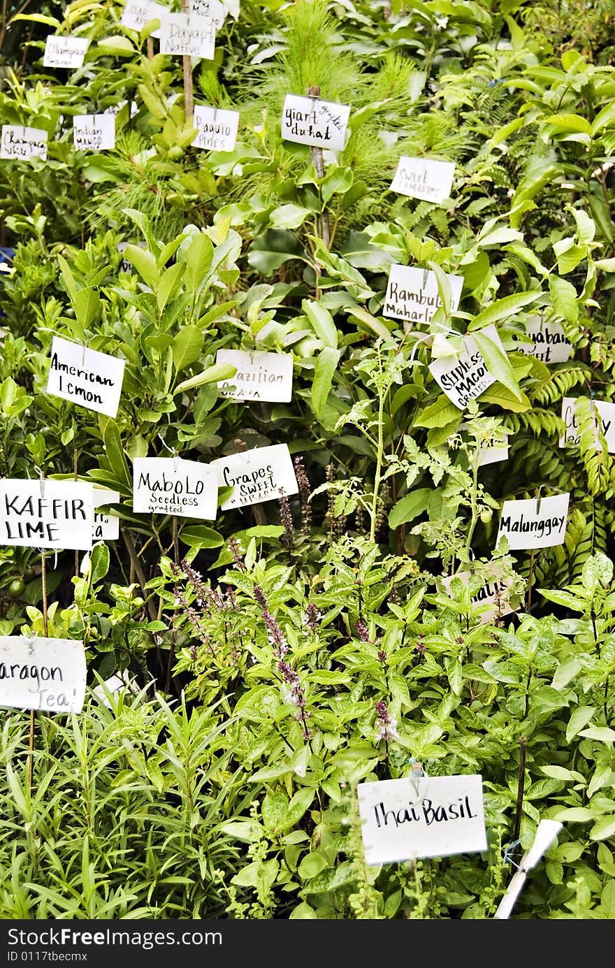 Various herbs for sale in market