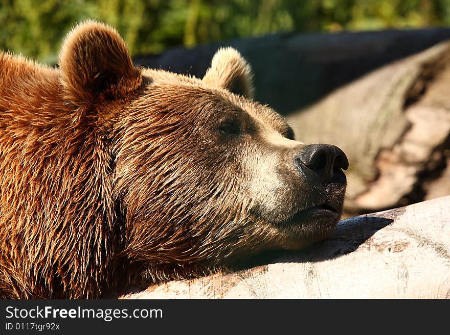 Photo of a European Brown Bear