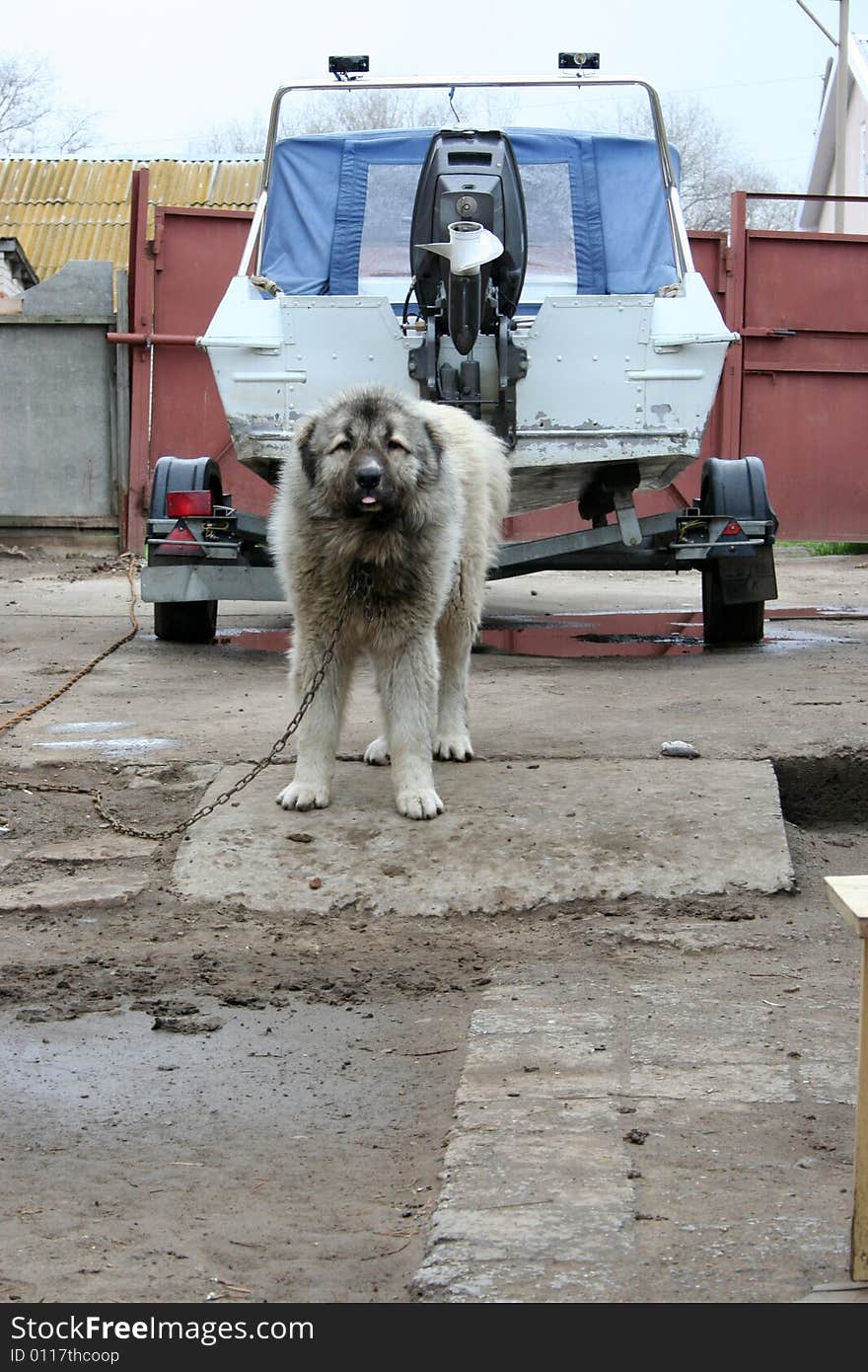 Watch dog protects property of its master