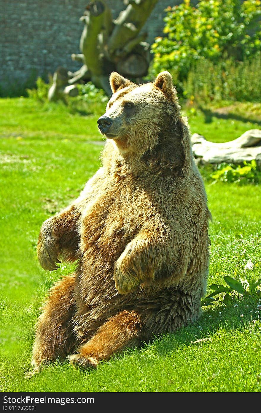 Photo Of A European Brown Bear