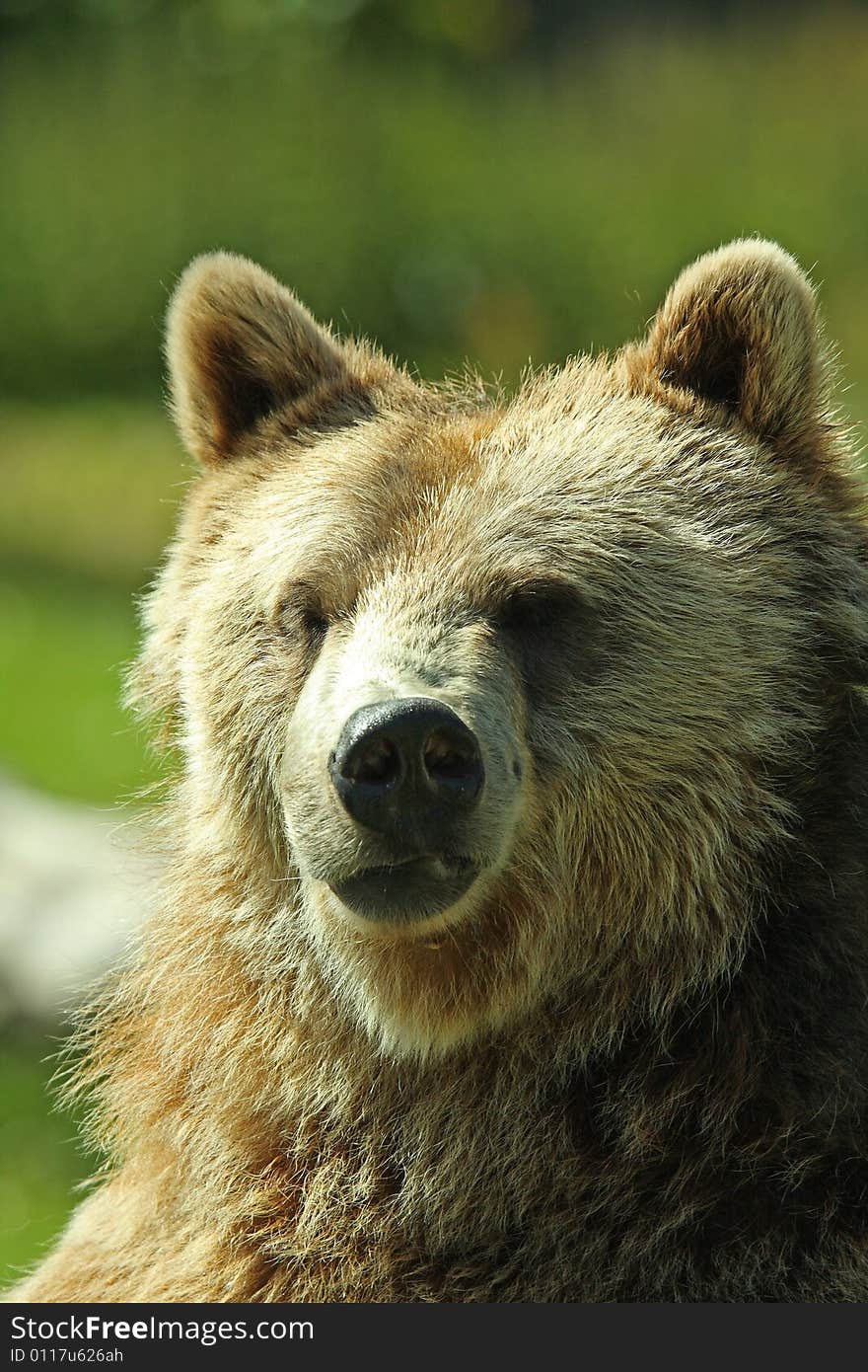 Photo of a European Brown Bear