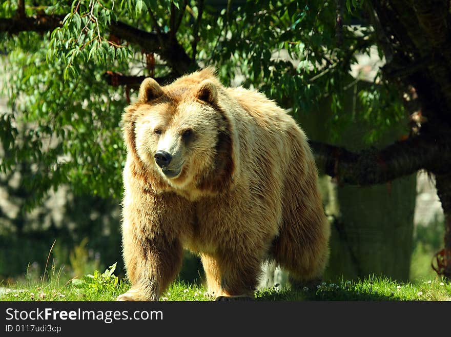 Photo of a European Brown Bear