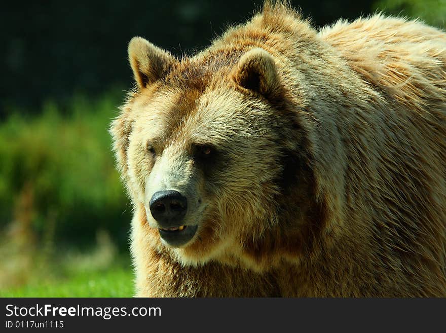 Photo Of A European Brown Bear