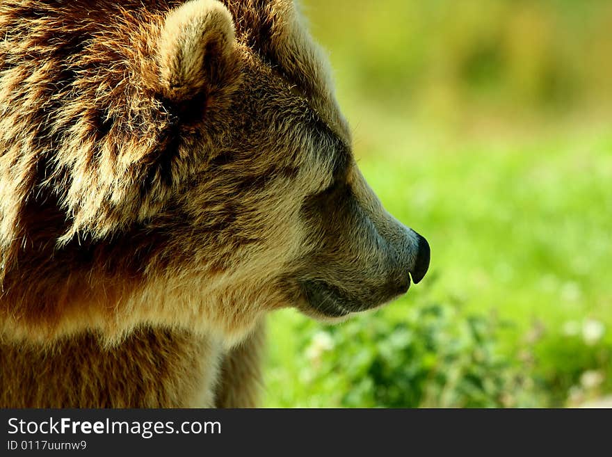 Photo of a European Brown Bear