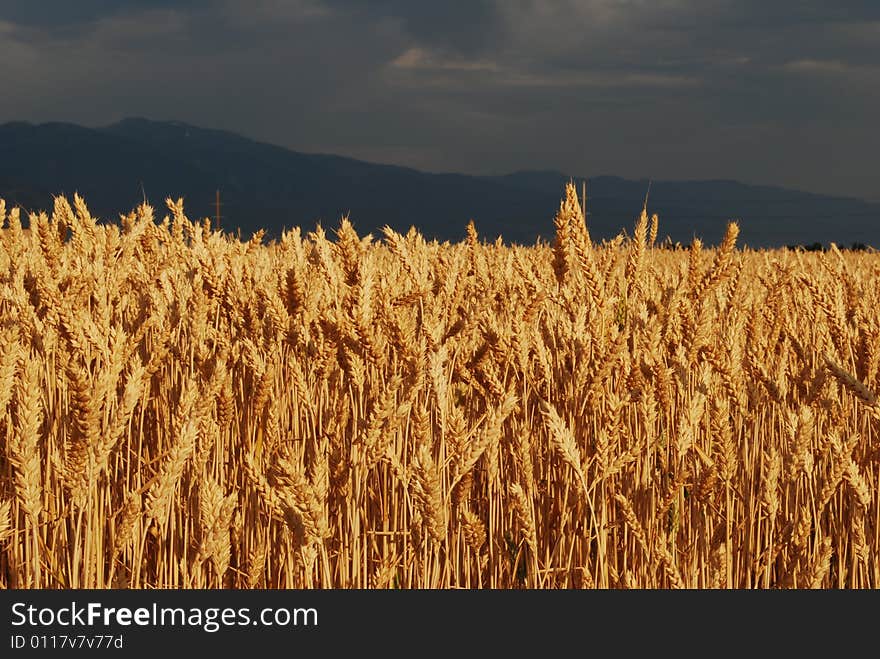 A golden field of wheat