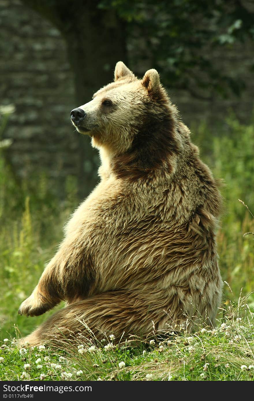 Photo of a European Brown Bear