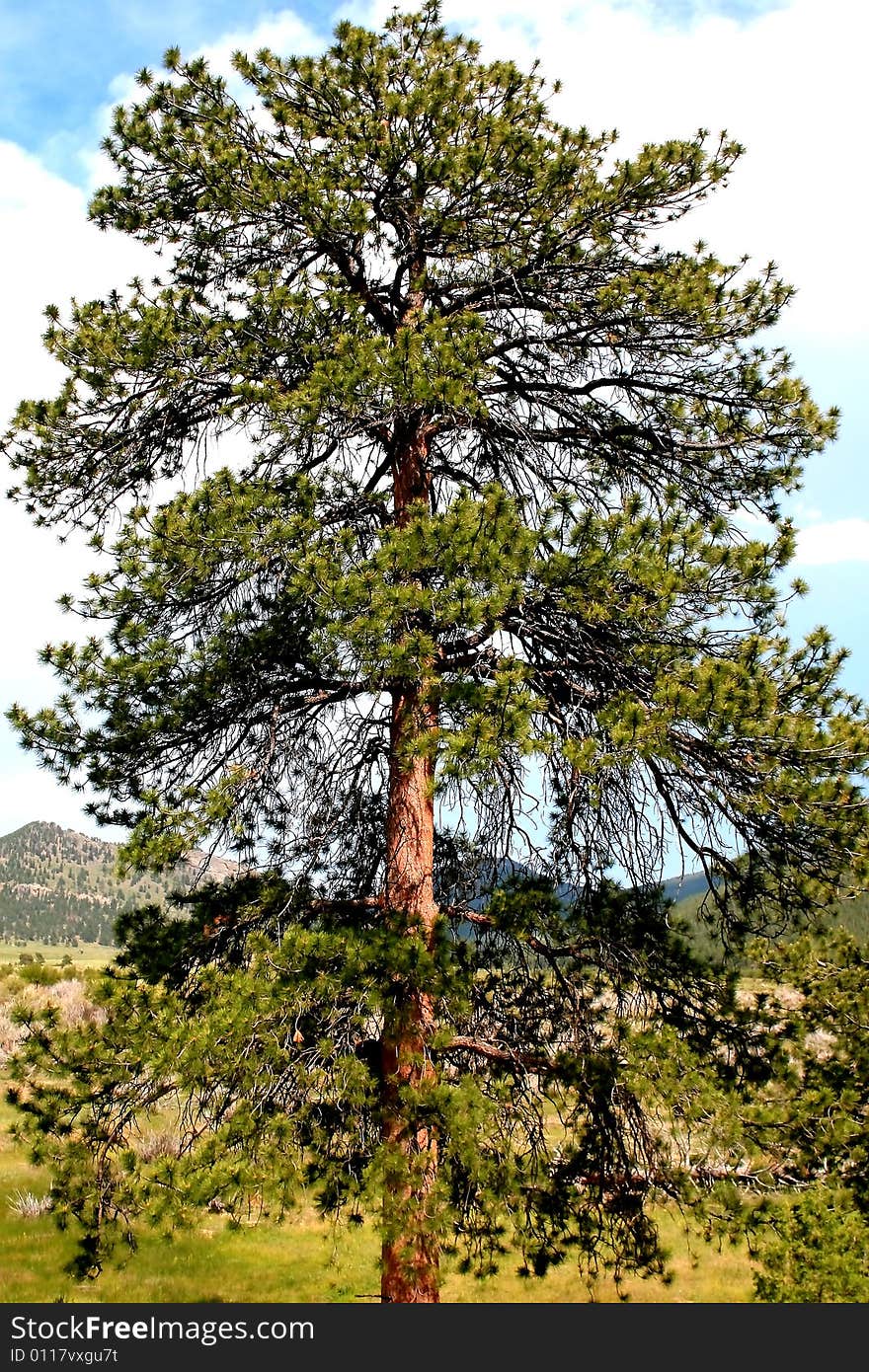 Big Pine