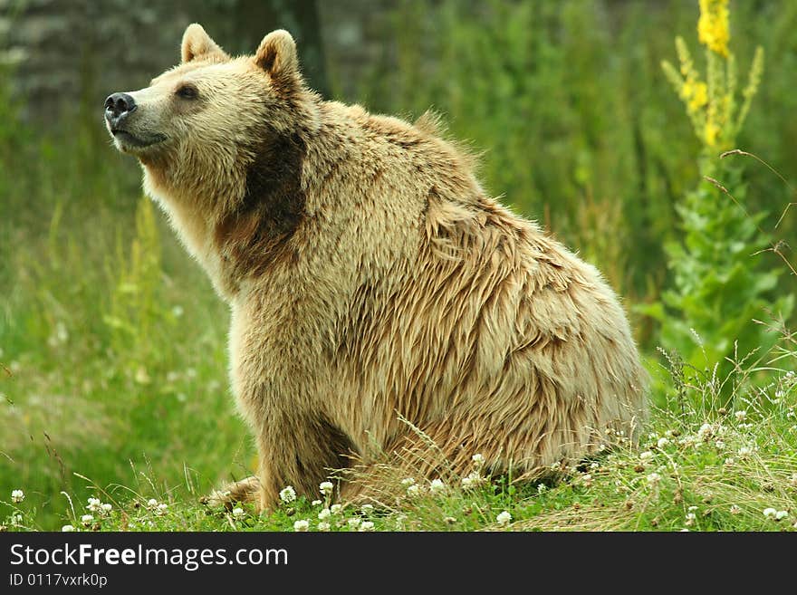 Photo Of A European Brown Bear