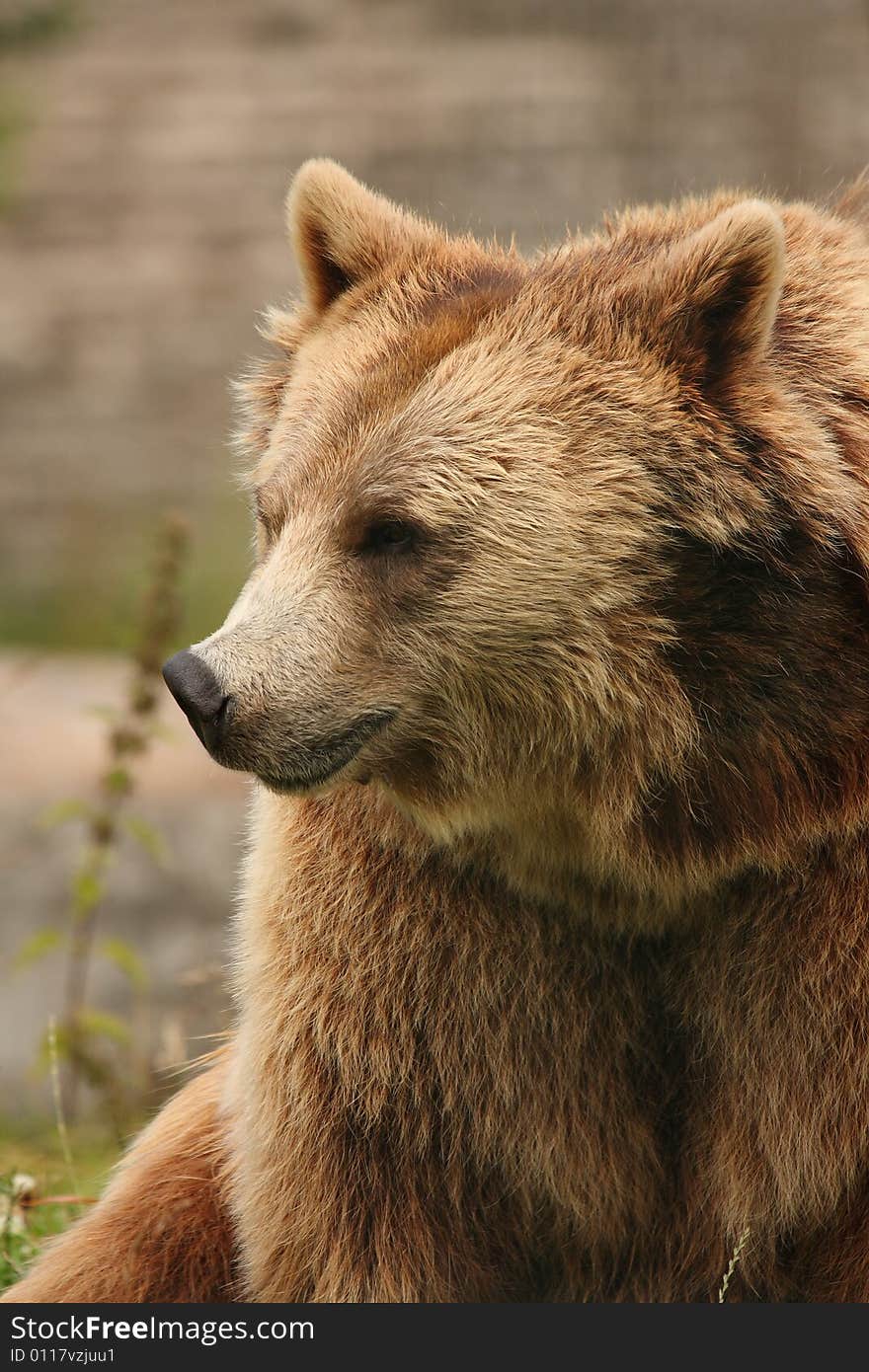 Photo of a European Brown Bear