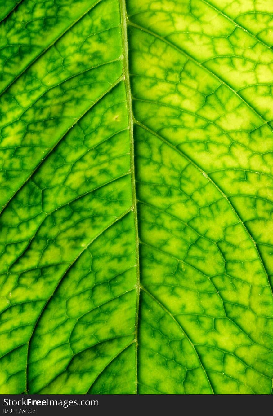 Close-up of green leaf