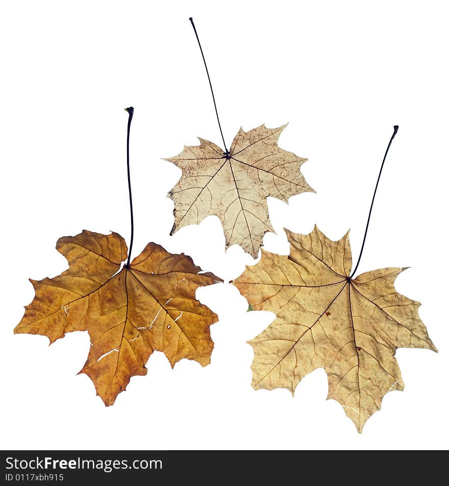 Maple autumn leaves isolated on white background