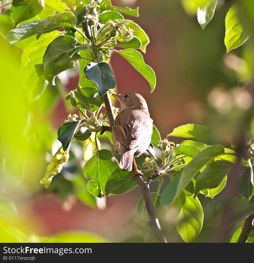 The white-throat, looks bad insect (detailed). The white-throat, looks bad insect (detailed)