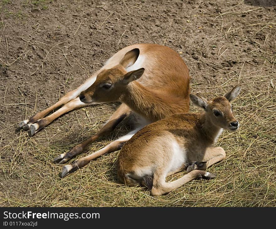 Antelopes