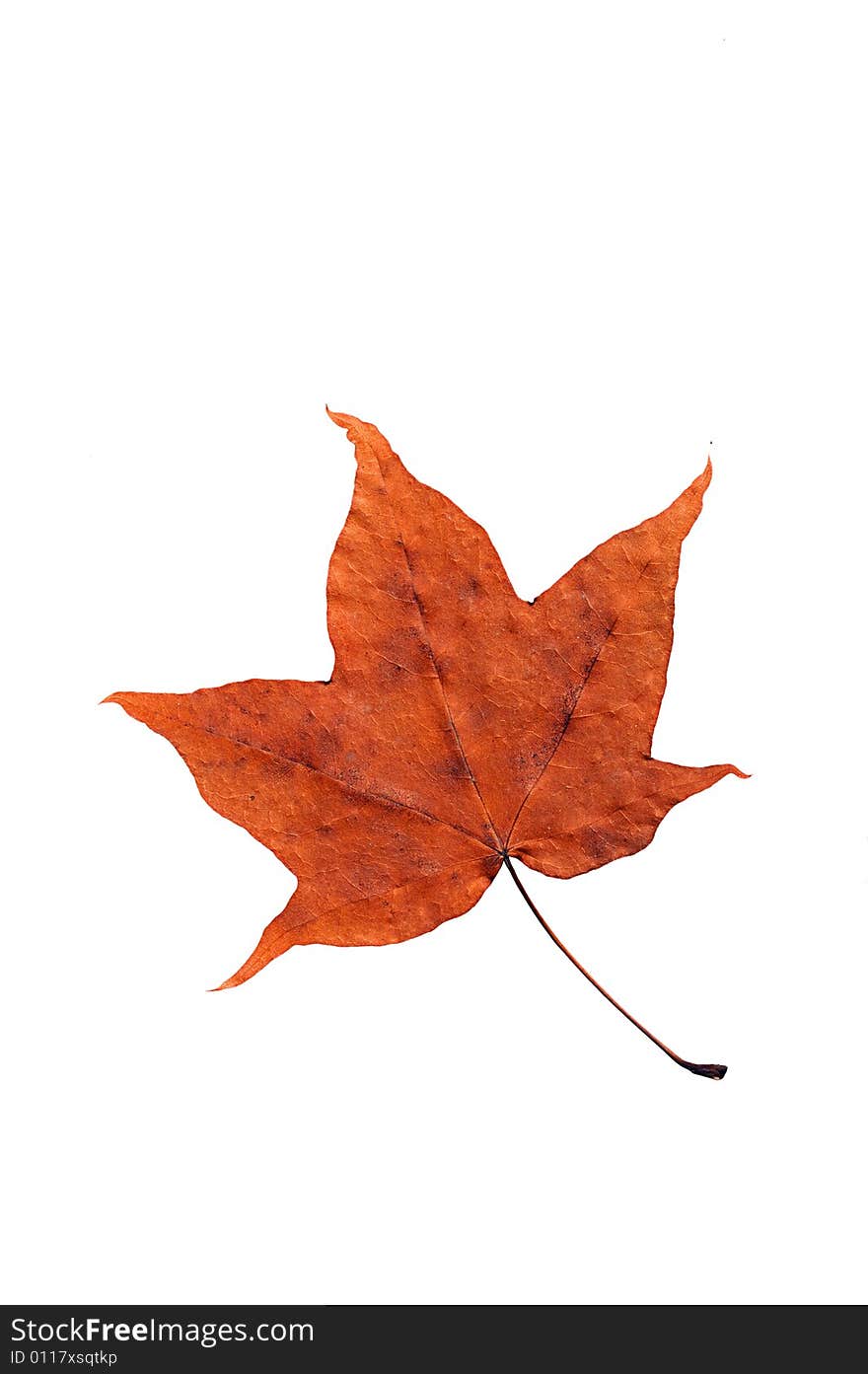 Maple autumn leaf