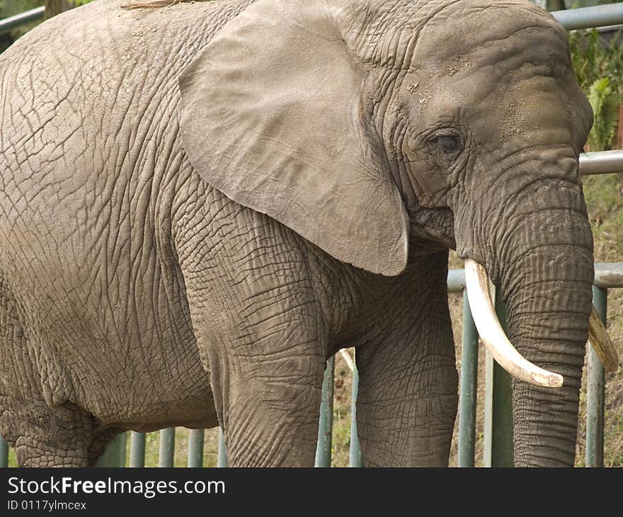 An elephant looking with a sad eyes