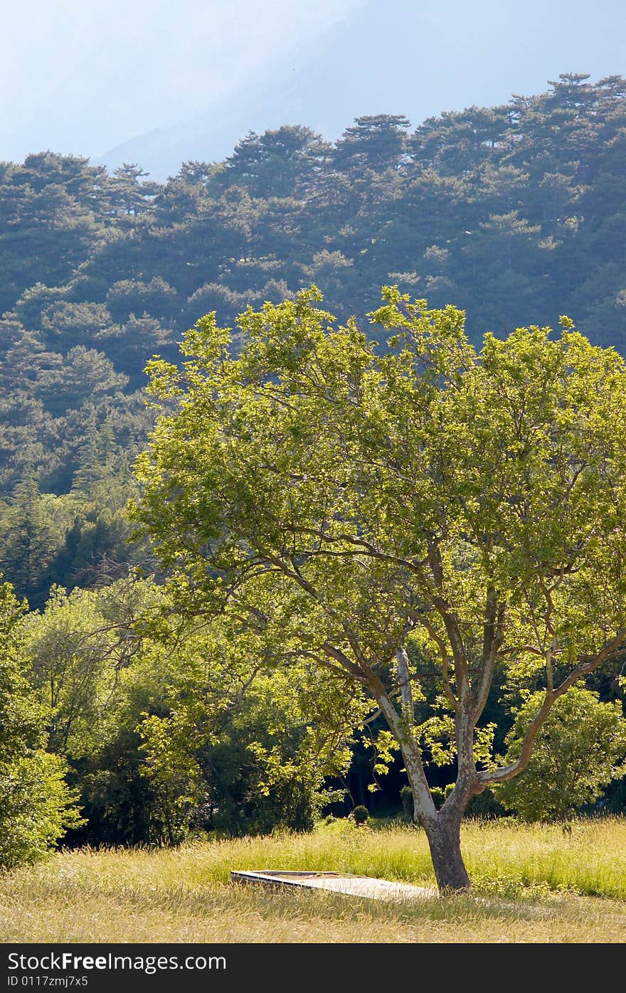 Tree on a hill