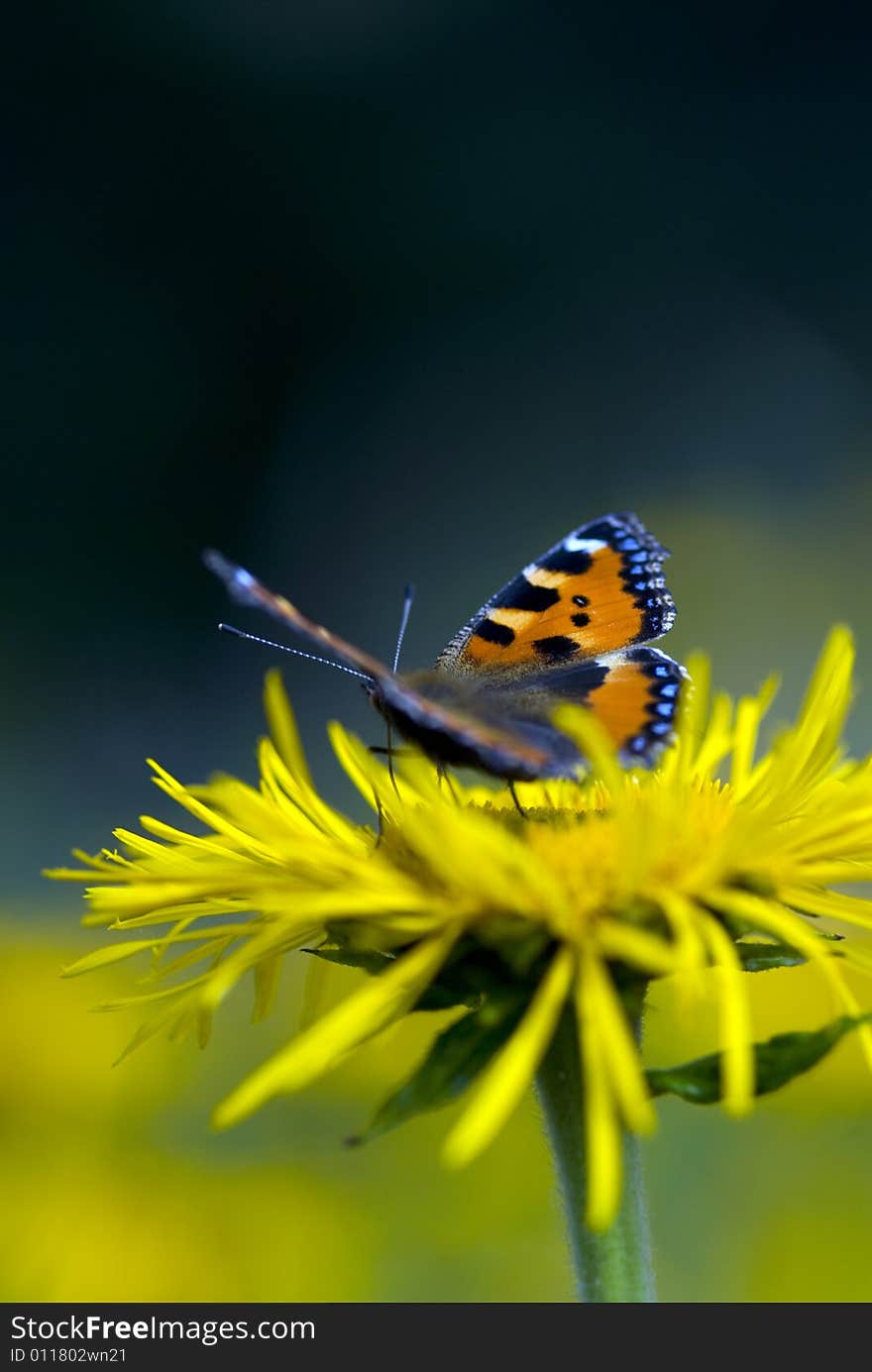 Red Admiral Butterfly