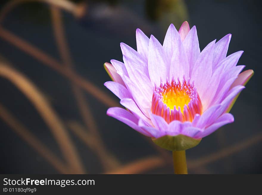 A beautiful lotus blooming in summer.