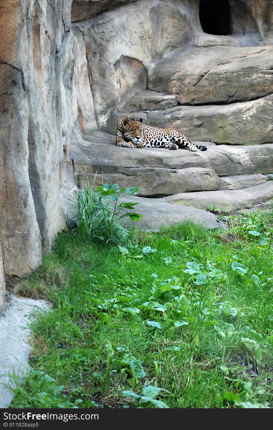 Leopard in the Moskow zoo