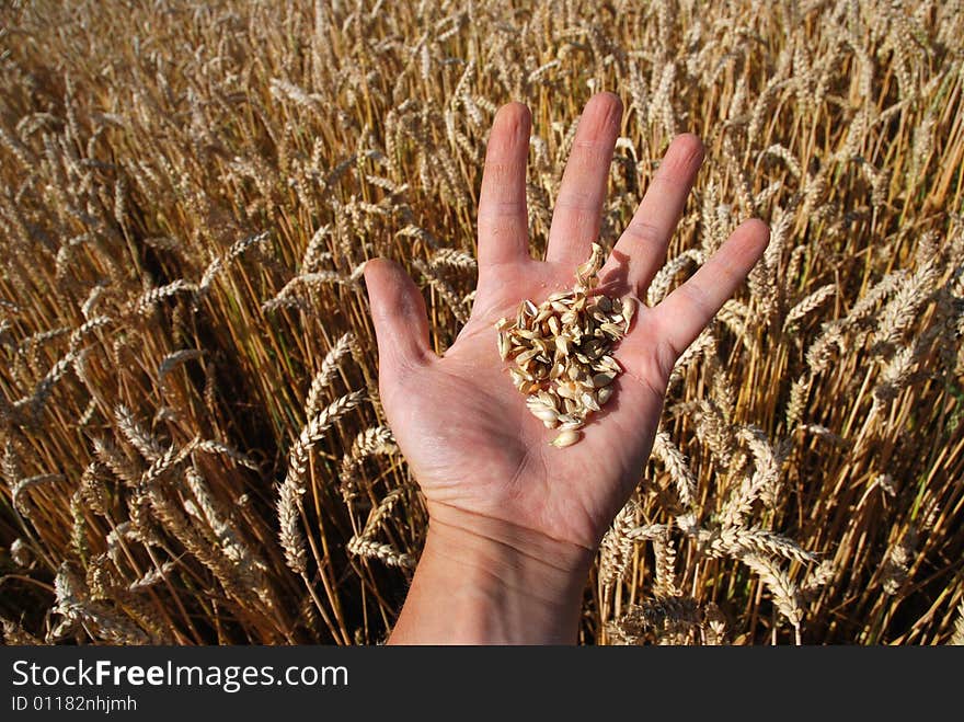 Grain field and hand