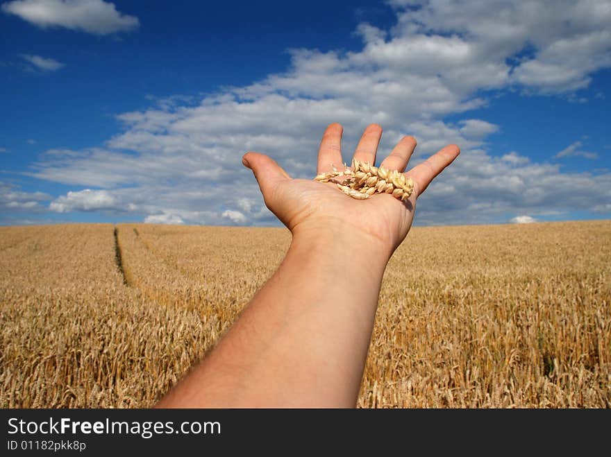 Grain field and hand