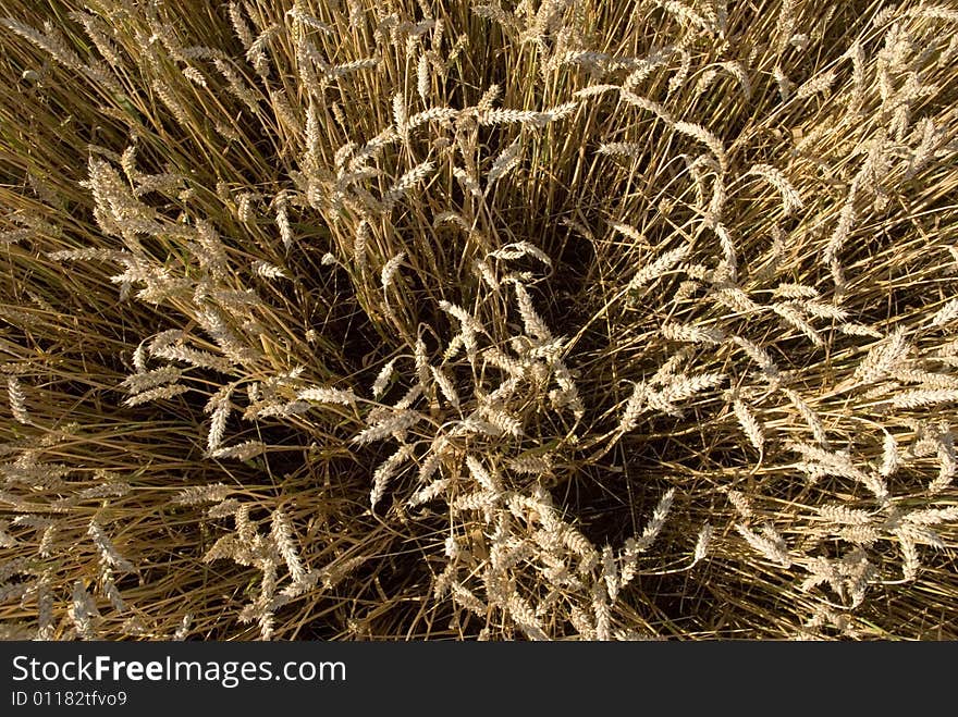 Grain field