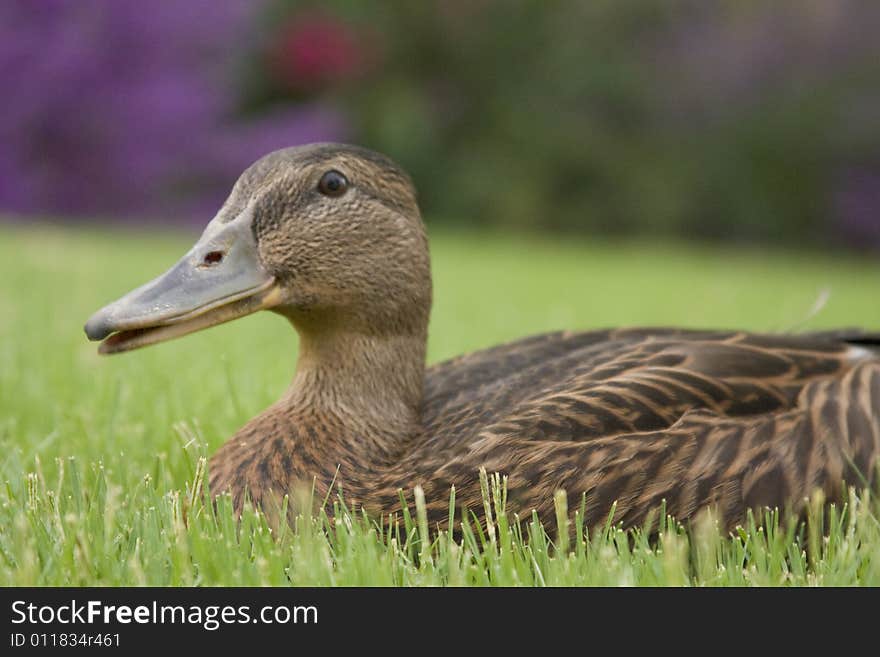 Duck sitting in freshly cut green grass at the playground. Duck sitting in freshly cut green grass at the playground