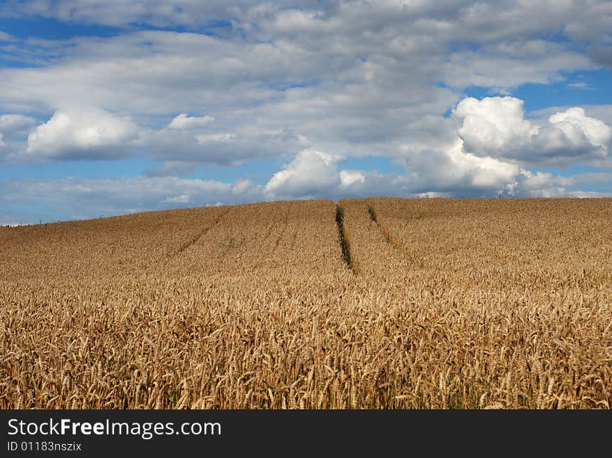 Grain Field