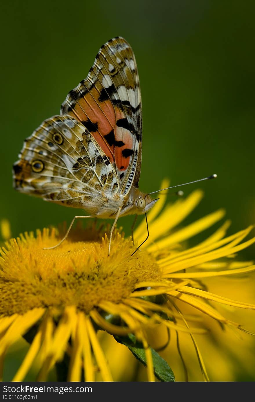 Red Admiral Butterfly