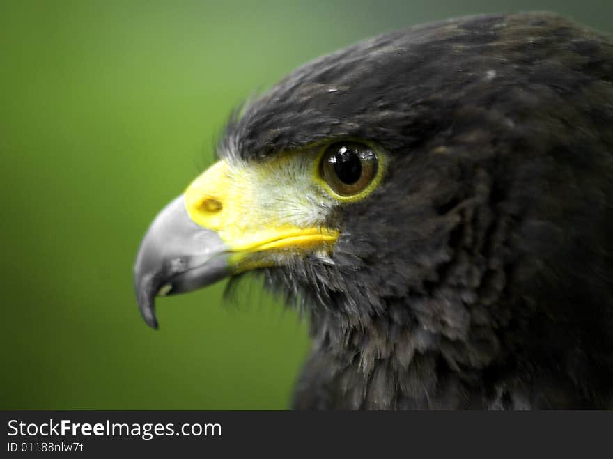 Portrait of a harris hawk