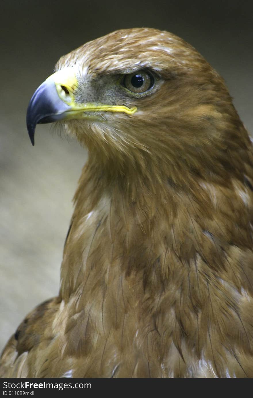 Portrait of a eagle hawk