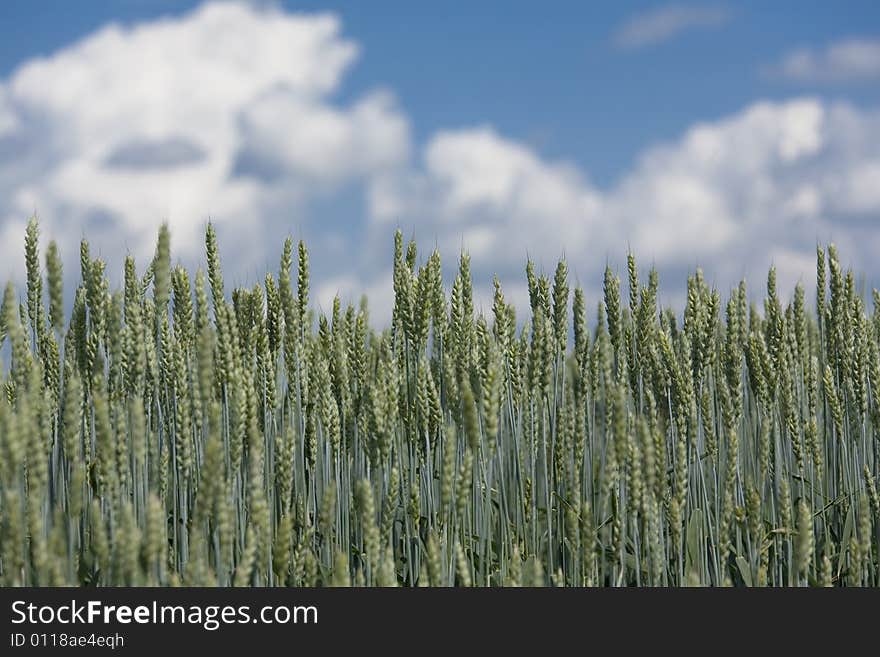 Green wheat field