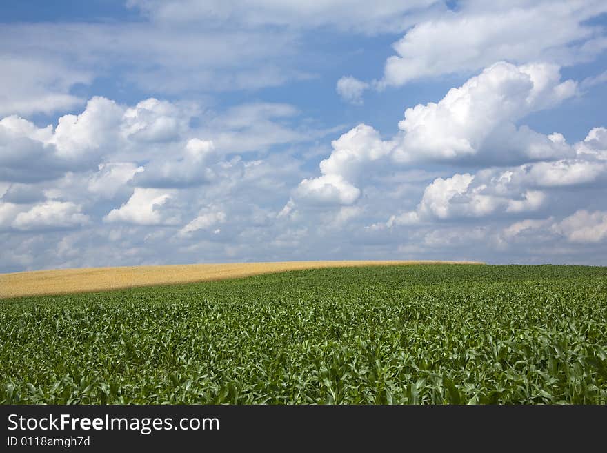 Landscape with gold wheat and green maize. Landscape with gold wheat and green maize